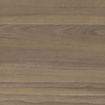 Swiss Elm
